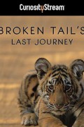 전설의 호랑이 브로큰 테일 Broken Tail Broken.Tail.2010.720p.AMZN.WEBRip.DDP2.0.x264-MRCS