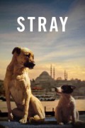 스트레이 Stray Stray.2020.TURKISH.720p.BluRay.H264.AAC-VXT