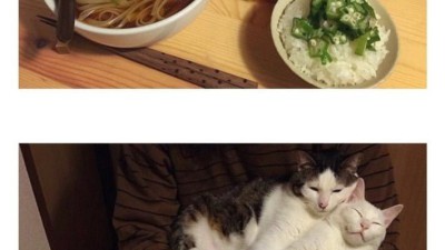 음식별 고양이 반응