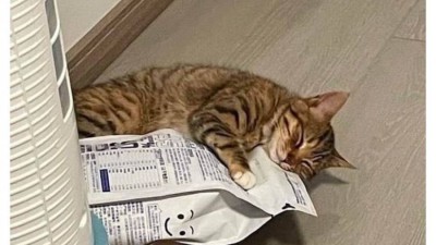 고양이 사료 새로 사 줬더니