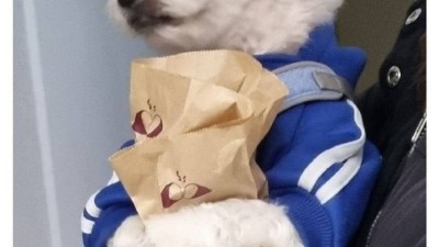 1층에서 고구마파는데 엘베에서 만난 강아지가