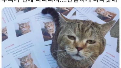키우는 고양이가 사라져서ㅜㅜ