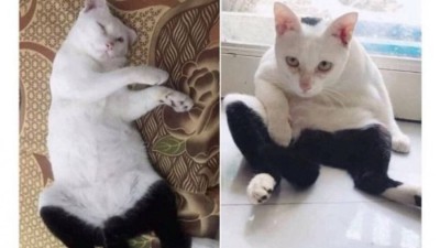 바지입다가 귀찮아서 그냥 태어난 고양이