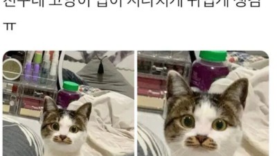 친구네 고양이 입이 지나치게 귀여움