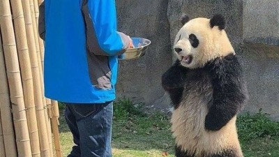 나 팬더는 오늘 사육사에게 실망했다!