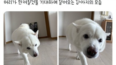 머리가 만져질 것을 기대하며 걸어오는 강아지의 모습