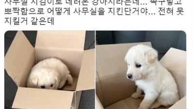 사무실 지킴이로 데려온 강아지