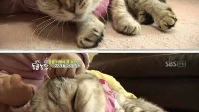 극한직업 고양이