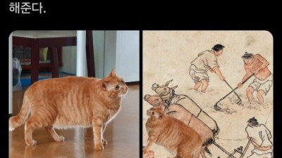 고양이 개인기