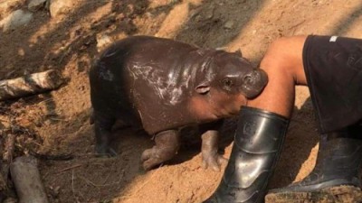 인간을 물어버린 하마