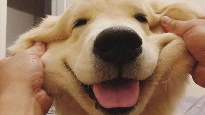 사실 존나 강한 맹수