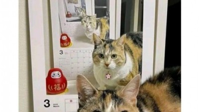 고양이달력 앞 고양이
