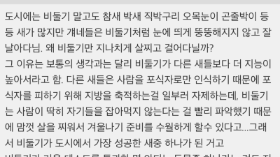 비둘기가 왜 살쪘는지를 읽는데 흥미롭다