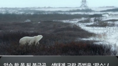 드디어 진화한 백곰