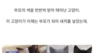반반털색 고양이의 분리