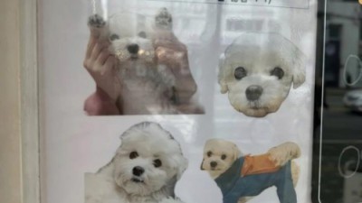 카페 강아지 논란