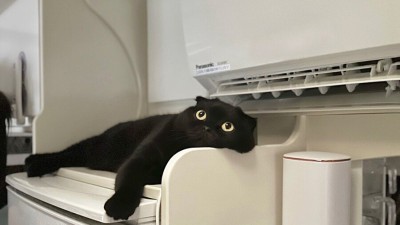오늘의유머 - 여름철 고양이 특징.