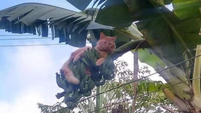 바나나 나무에서 쉬고 있는 냥이