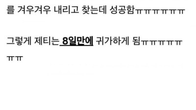 애견유치원에서 개 잃어버린썰