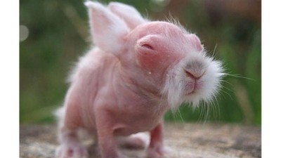 님들 아기토끼 본적있어요?
