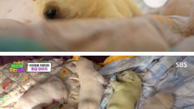 인절미들 사이에 카스테라