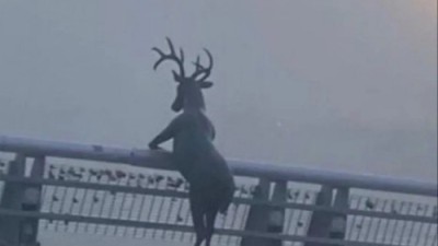 사자 씨발련아