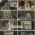 장상사.E02.240820.1080p.H264-F1RST