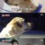 TV 동물농장.E1073.220612.720p-NEXT