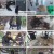 TV 동물농장.E1105.230122.1080p.H264-F1RST