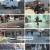 TV 동물농장.E1106.230129.1080p.H264-F1RST